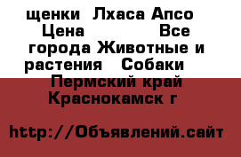 щенки  Лхаса Апсо › Цена ­ 20 000 - Все города Животные и растения » Собаки   . Пермский край,Краснокамск г.